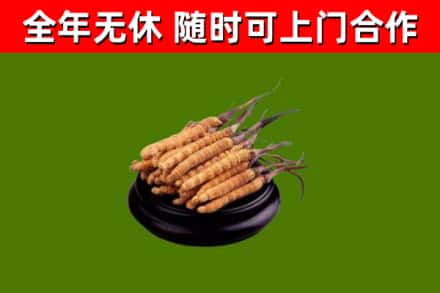 武威市回收散虫草