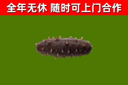 武威市回收海参干